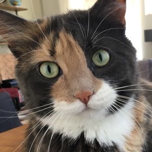 Meet your Posher, Elizabeth